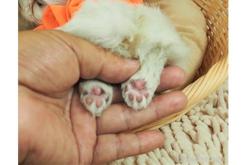 成約済の埼玉県のマルチーズ-143345の5枚目